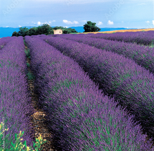 A colourful and iconic field of lavender in Provence