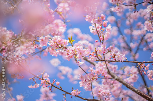 桜 Sakura cherry blossoms in Tokyo, Japan