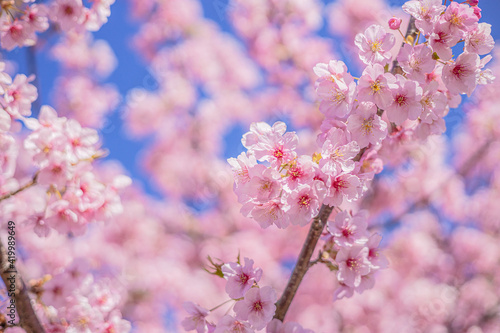     Sakura cherry blossoms in Tokyo  Japan