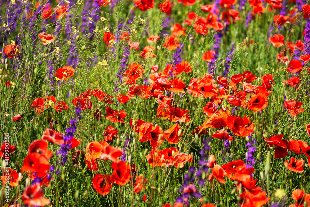 Field of red poppies in summer.