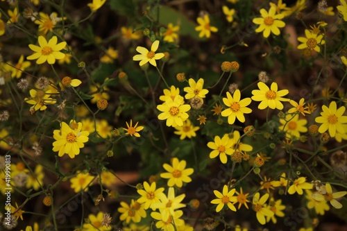 yellow flowers in the garden
