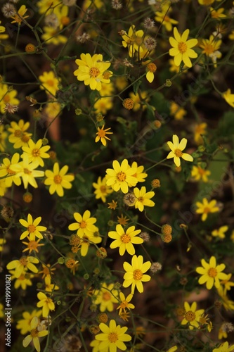 yellow flowers background