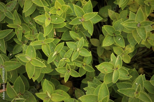 green leaves background