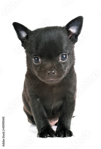 chihuahua in studio