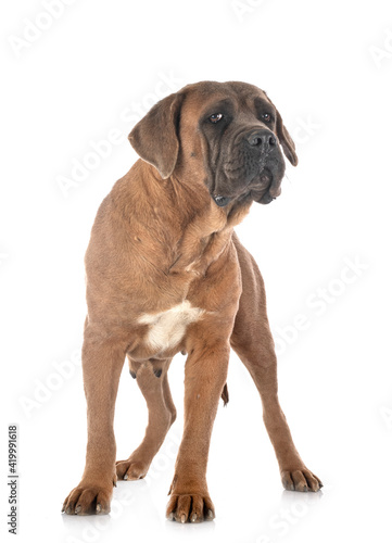 adult cane corso