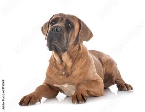 adult cane corso