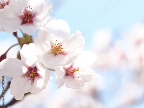 ほんわかボケ味背景の晴れの日の桜アップ