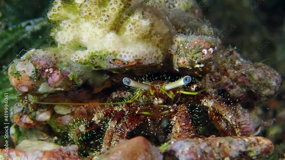 A large red jeweled anemone hermit crab close-up. A large red jeweled anemone hermit crab close-up.