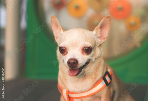Brown Chihuahua dog sitting on playground equipment and smiling. © Phuttharak
