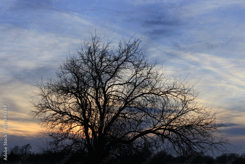 Tree silhouette in a farm field with a colorful sky at sunset north of Hutchinson Kansas USA out in the country. Tree silhouette in a farm field with a colorful sky at sunset north of Hutchinson Kansas USA out in the country.