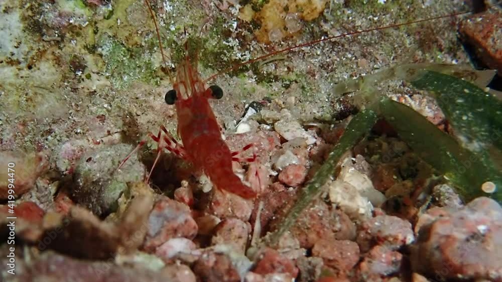 A red sea shrimp crawling on the vibrant seafloor. A red sea shrimp crawling on the vibrant seafloor.