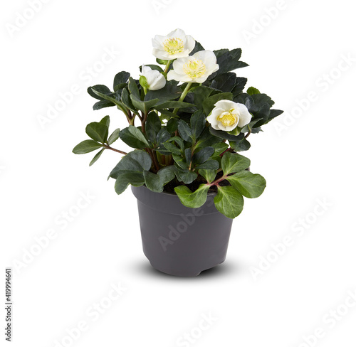 Fototapeta Naklejka Na Ścianę i Meble -  flowers in a pot isolated white background 