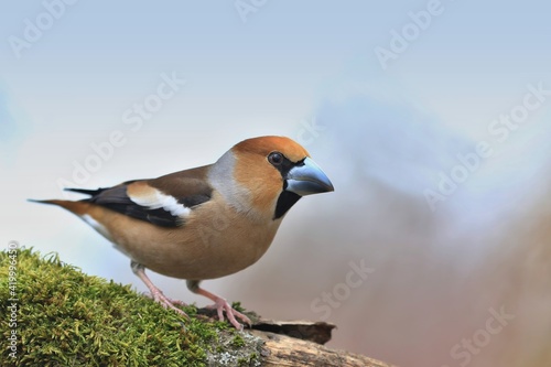 portrait of a beautiful hawfinch sitting on the branch with blue background. (Coccothraustes coccothraustes) Wildlife scene from nature.