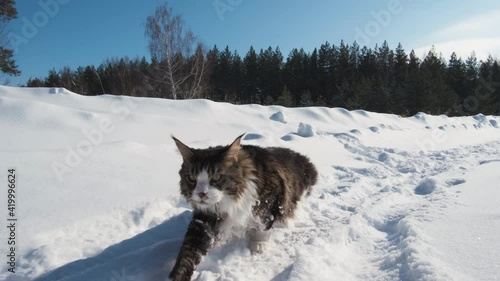 Big cat Maine Coon sneaks, walks through a snow-covered clearing in the winter forest among the trees, looks around. Brown-white color of the cat, white paws, chest and nose. The camera is moving. photo