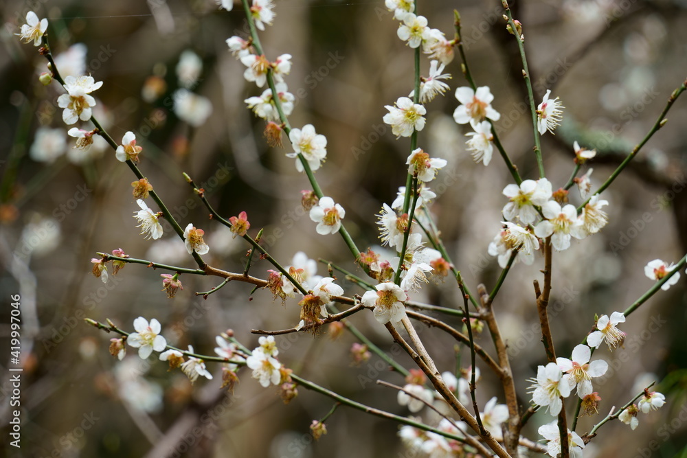 梅の花 梅の花