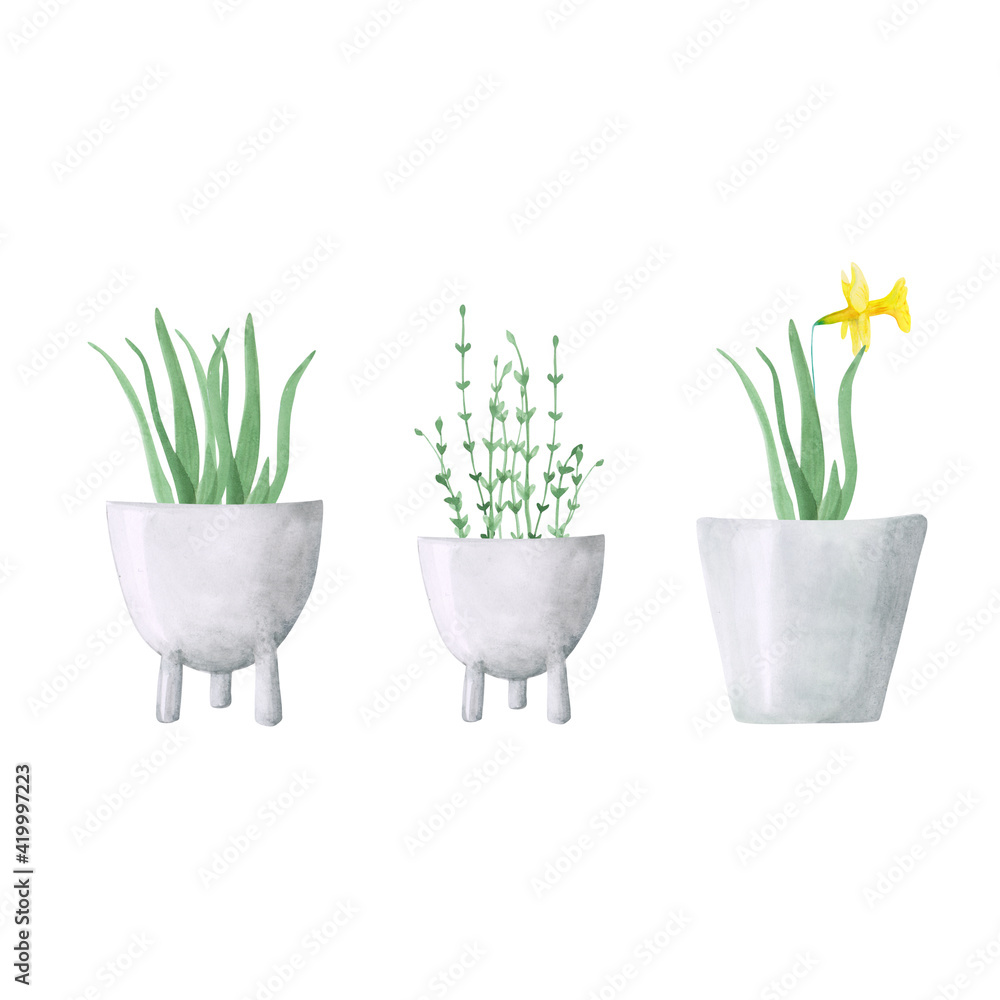 Fototapeta premium Set of 3 watercolor potted plants isolated on a white background. Hand-drawn collection of narcissus flower, aloe in pots. Botanical illustration. Greenery clipart. Minimal home plant print.