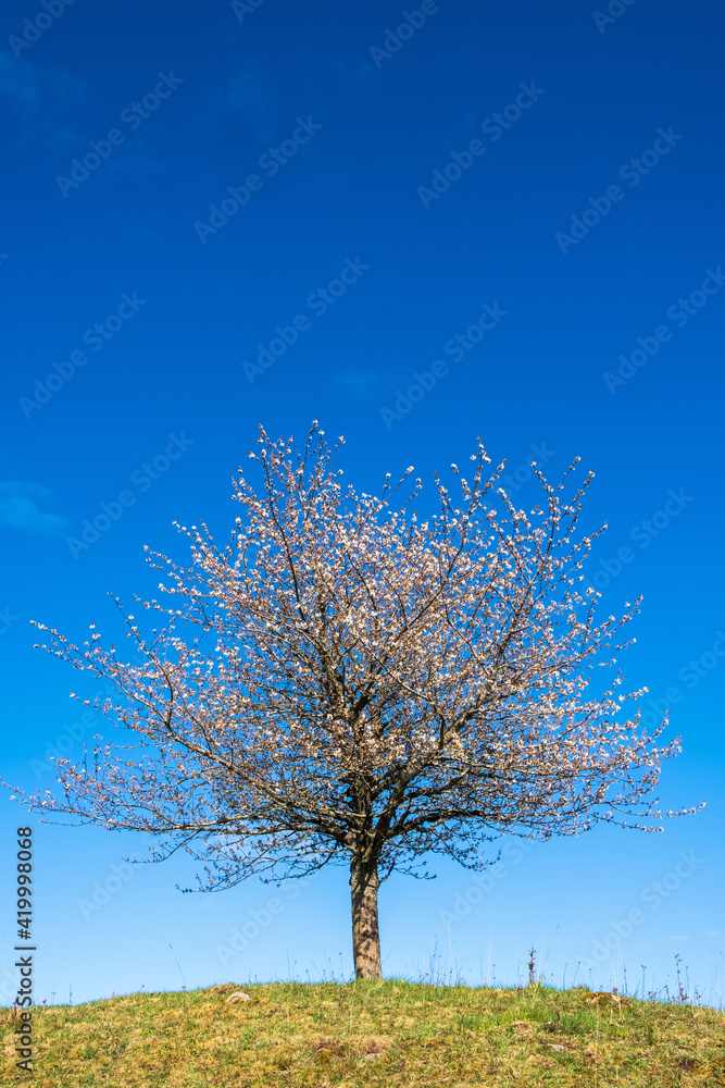 Beautiful cherry blossom on a hill with a clear blue sky Beautiful cherry blossom on a hill with a clear blue sky