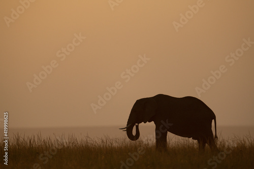 African bush elephant eats grass at sunset
