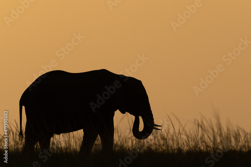 African bush elephant on horizon at dusk