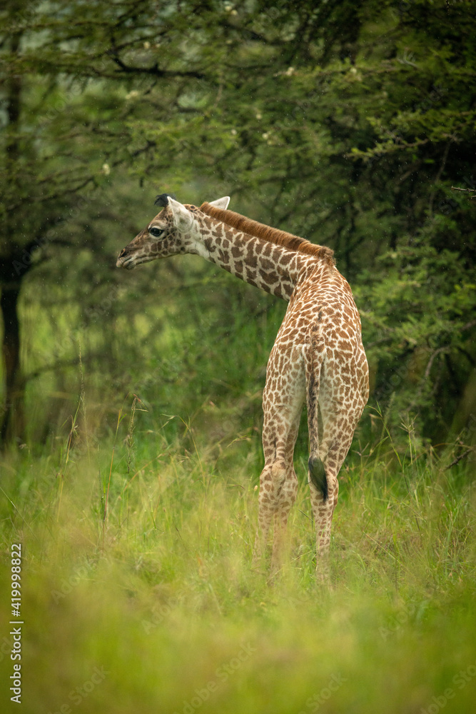 Obraz premium Baby Masai giraffe in trees lowering head