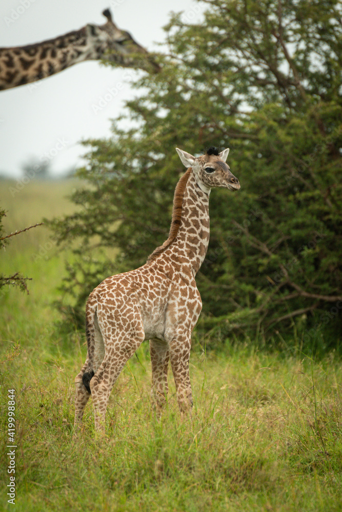 Baby Masai giraffe standing with mother behind