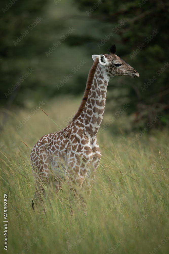 Baby Masai giraffe stands in long grass Baby Masai giraffe stands in long grass