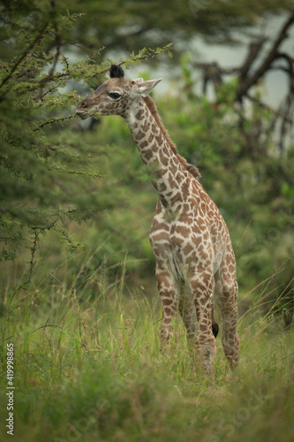 Baby Masai giraffe stands eating thornbush leaves