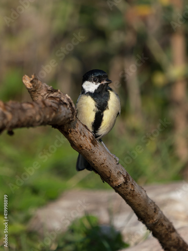 Juvenile great tit bird sitting on a branch or stick with green plants in the background