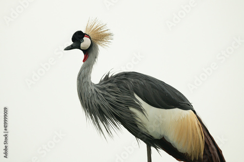 Close-up of grey crowned crane eyeing camera