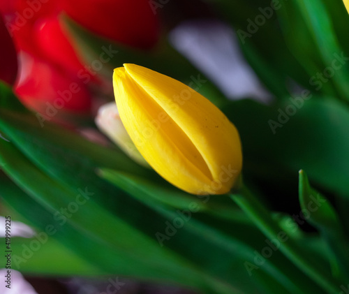 composition of tulips of different colors