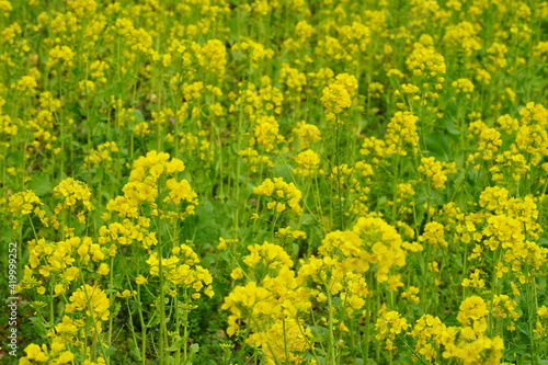 菜の花