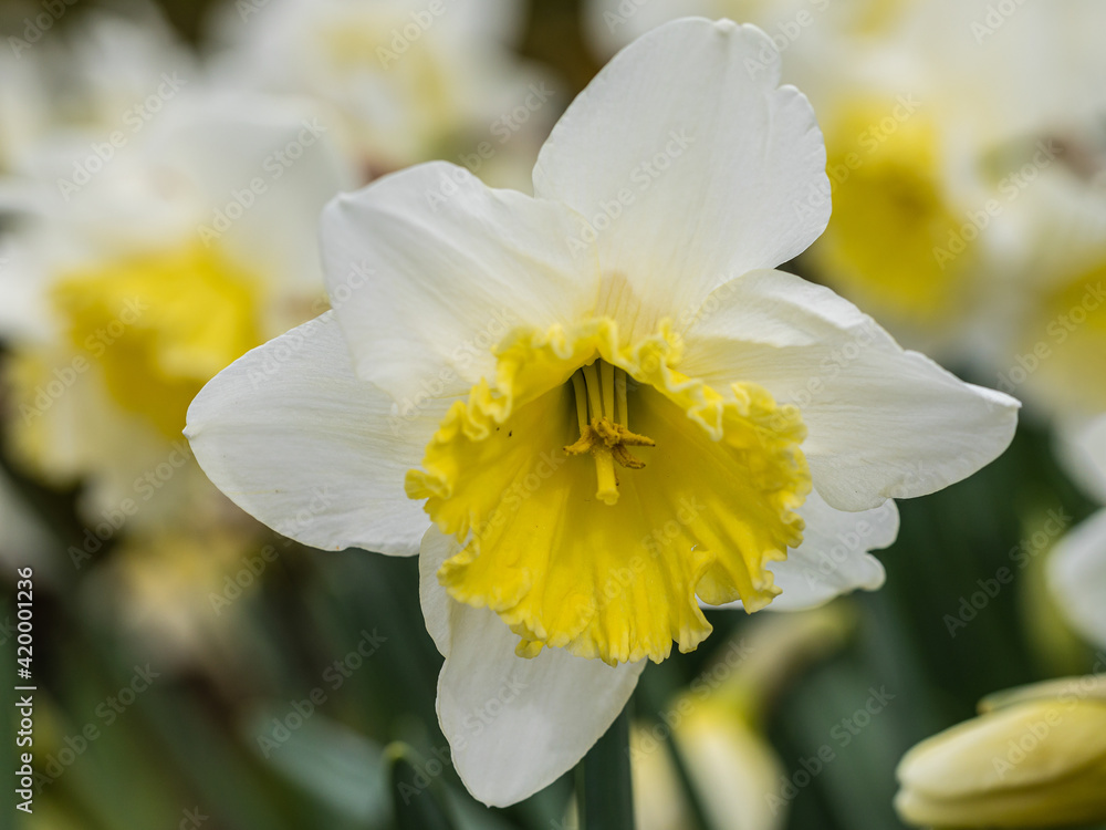 Narcissus Ice Follies flower grown in a garden Narcissus Ice Follies flower grown in a garden