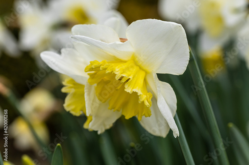 Narcissus Ice Follies flower grown in a garden