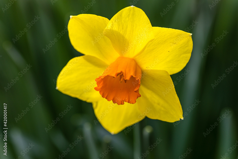 Narcissus Branchenhurst flower grown in a garden Narcissus Branchenhurst flower grown in a garden