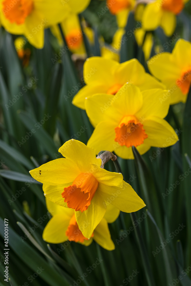 Narcissus Branchenhurst flower grown in a garden Narcissus Branchenhurst flower grown in a garden