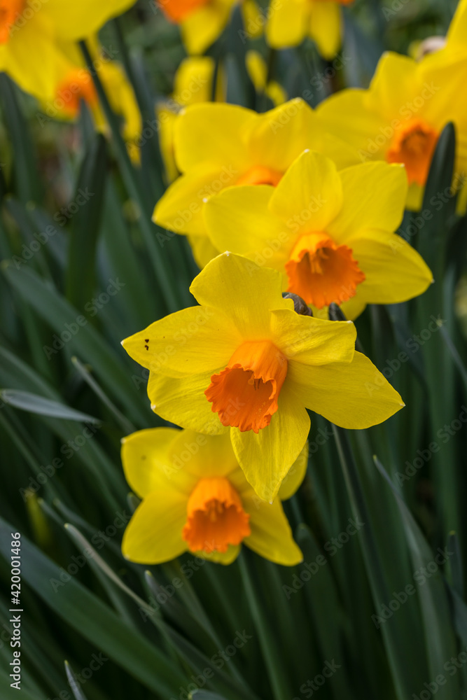 Narcissus Branchenhurst flower grown in a garden Narcissus Branchenhurst flower grown in a garden