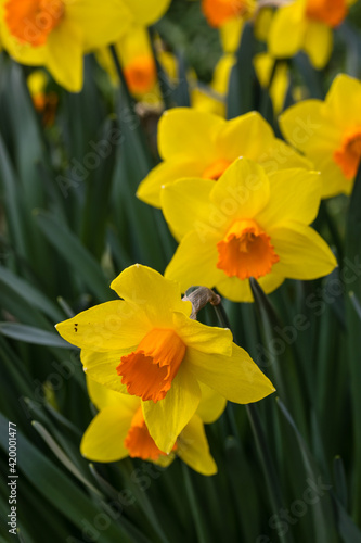 Fototapeta Naklejka Na Ścianę i Meble -  Narcissus Branchenhurst flower grown in a garden