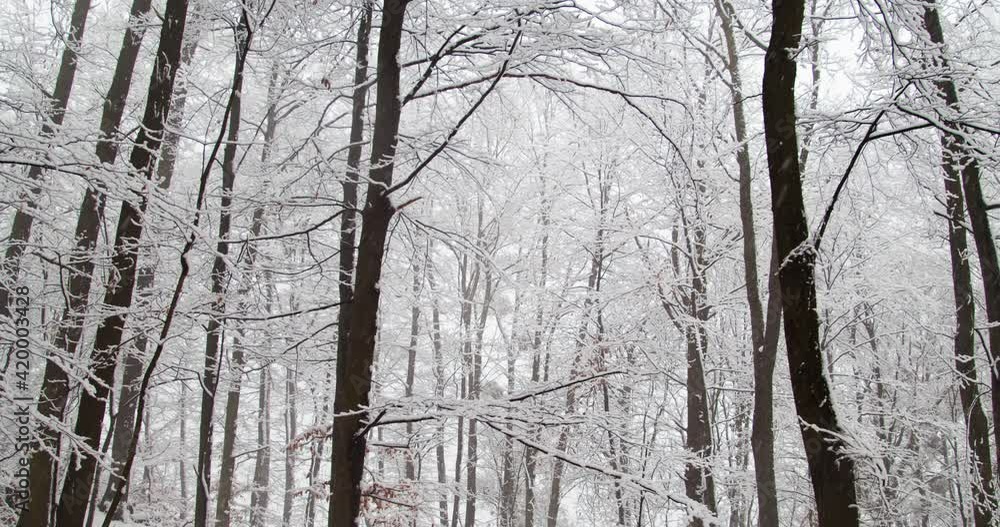 Snow is falling in a forest Snow is falling in a forest
