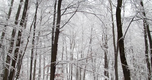 Snow is falling in a forest photo