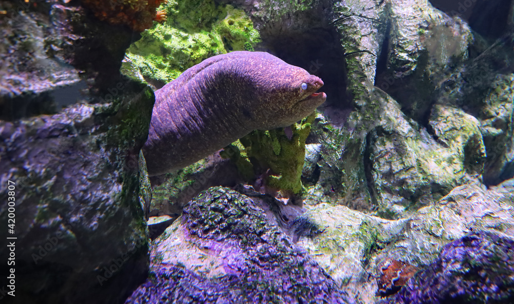 An electric eel in an aquarium. Stock Photo | Adobe Stock