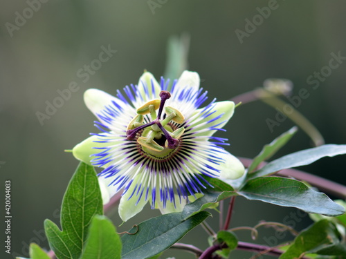 nice passion flower in the garden