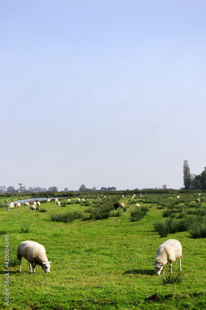 Obraz premium オランダ オランダ 緑の街 ザーンセ・スカンスの風景