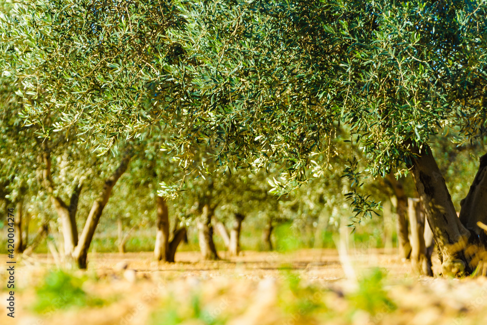 Olive trees. Spanish nature landscape Olive trees. Spanish nature landscape