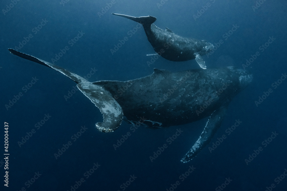 Naklejka premium Humpback Whale Parent and child