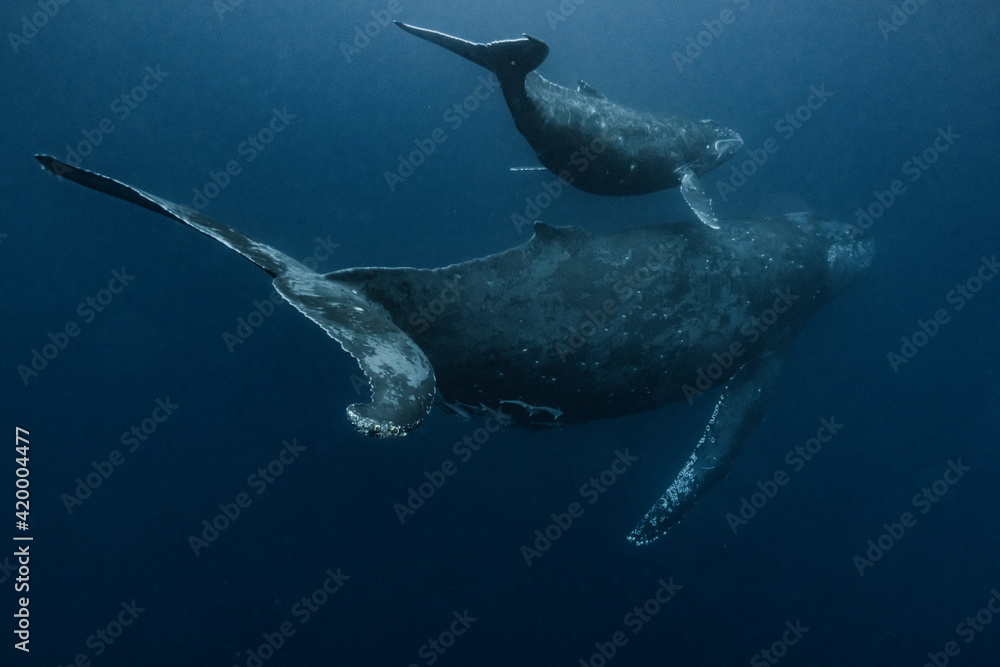 Naklejka premium Humpback Whale Parent and child
