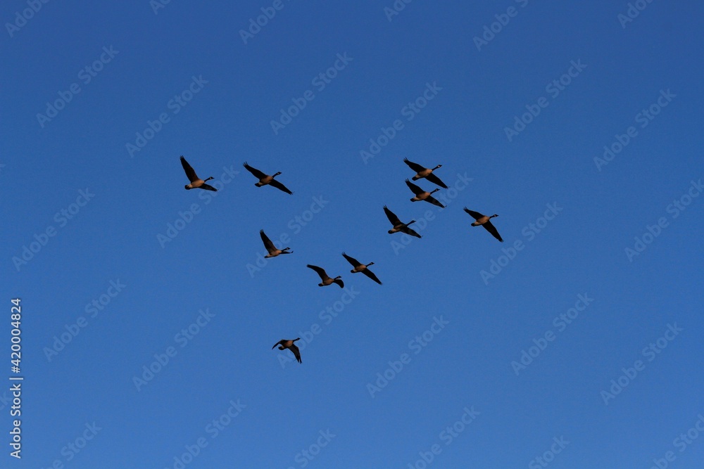 Canadian Geese in flight with blue sky out in the country in Kansas.