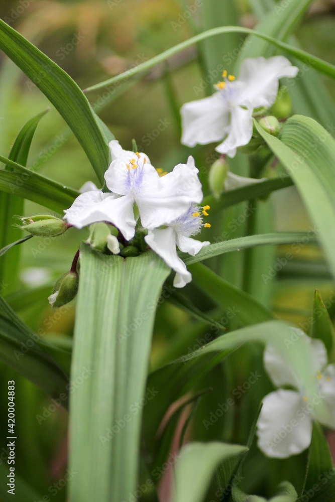 Obraz premium シロバナムラサキツユクサ