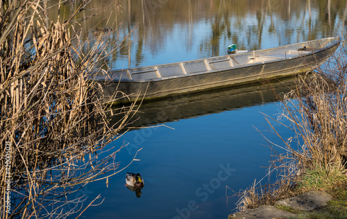 Mallard and in the background a typical tiny boat at the river Main photo