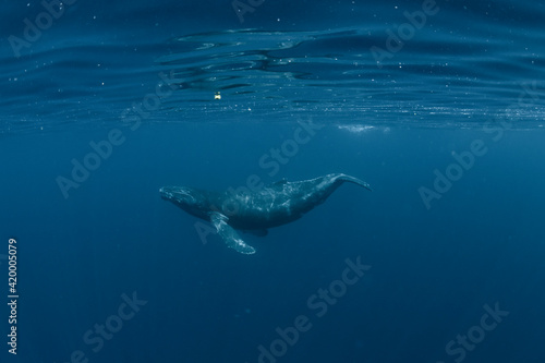 A Juvenile Humpback Whale 