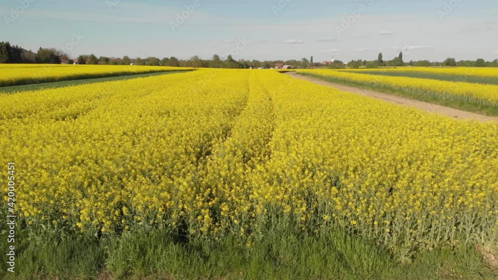 Aerial view of agriculture fields with the rapeseed from above Aerial view of agriculture fields with the rapeseed from above